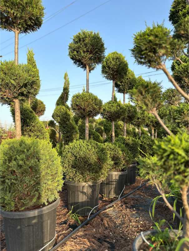Leylandii Cupressus