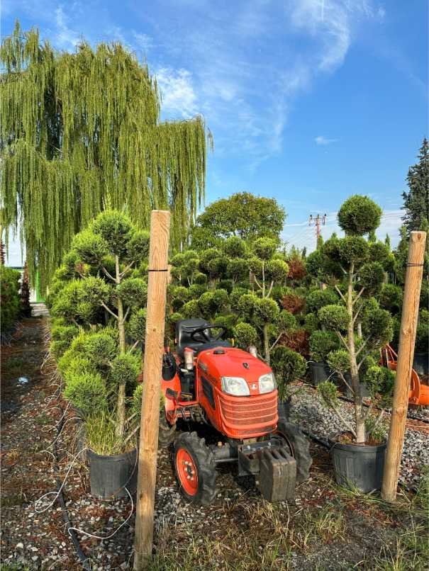 Leylandii Cupressus