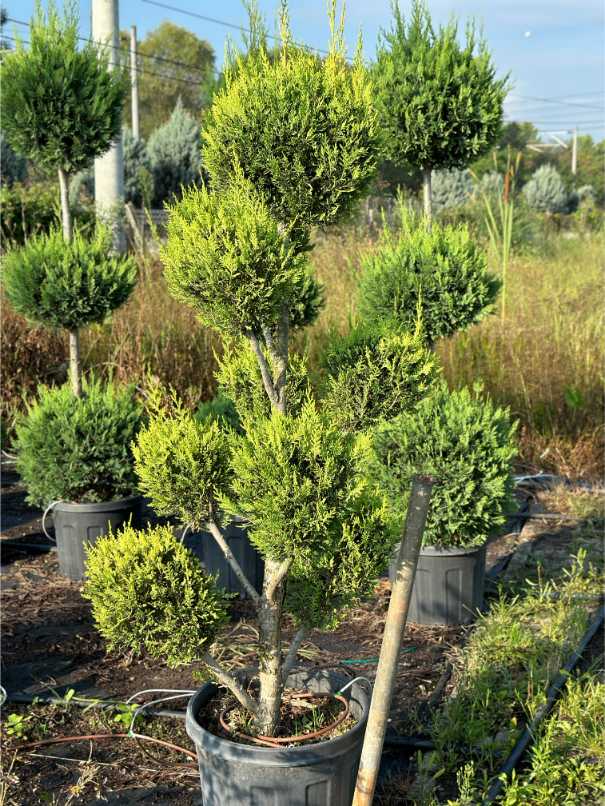 Leylandii Cupressus