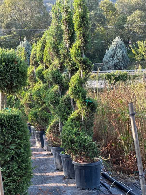 Leylandii Cupressus