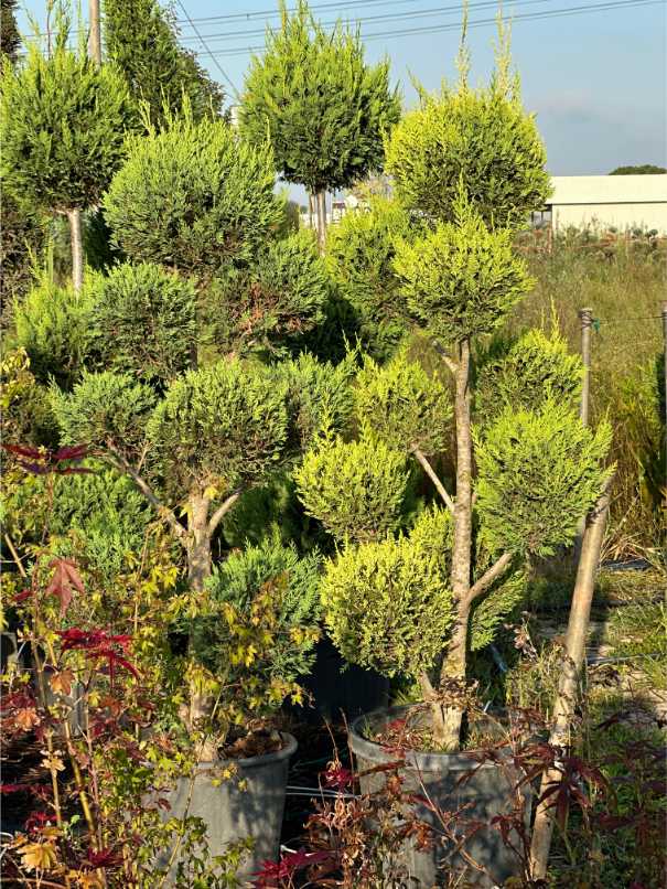 Leylandii Cupressus