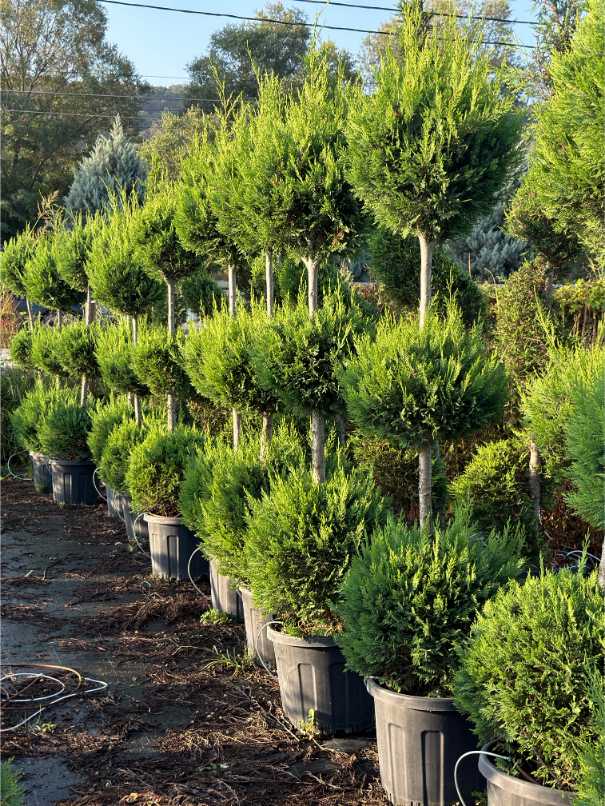 Leylandii Cupressus
