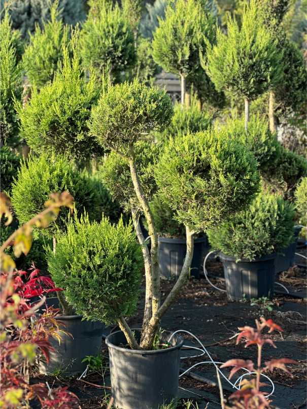 Leylandii Cupressus