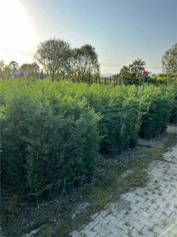 Leylandii Cupressus