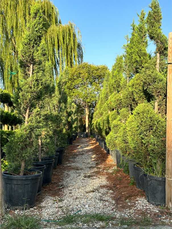 Leylandii Cupressus