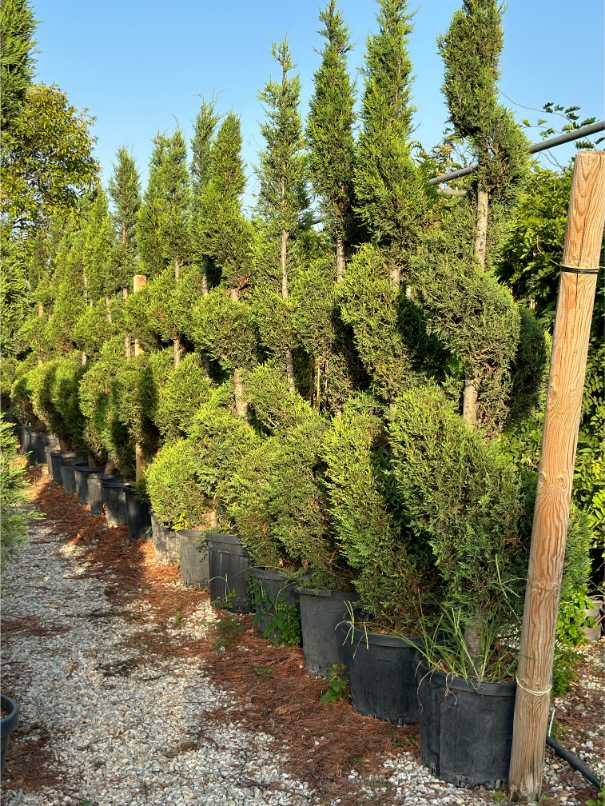 Leylandii Cupressus