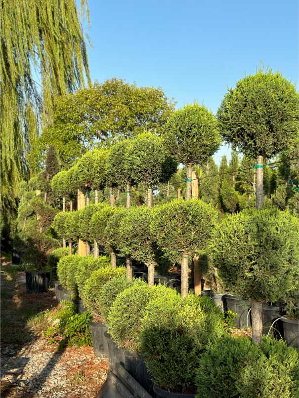 Leylandii Cupressus