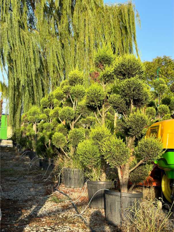 Leylandii Cupressus
