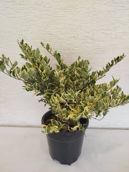 Ligustrum Texanum Verigata