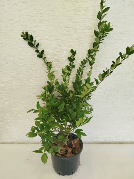 Ligustrum Texanum