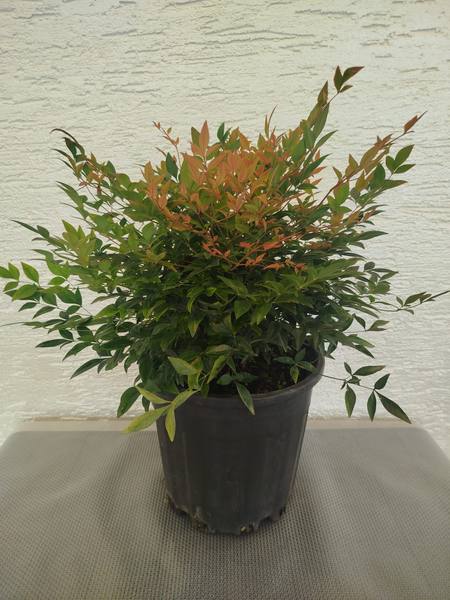 Nandina Gulf Stream