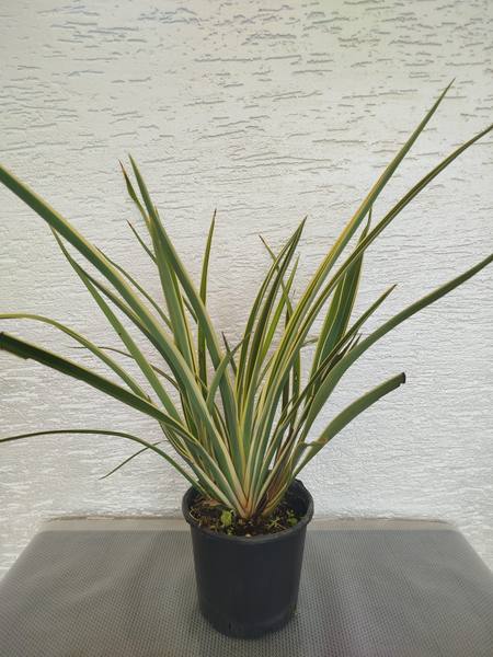 Phormium Tenax Verigata