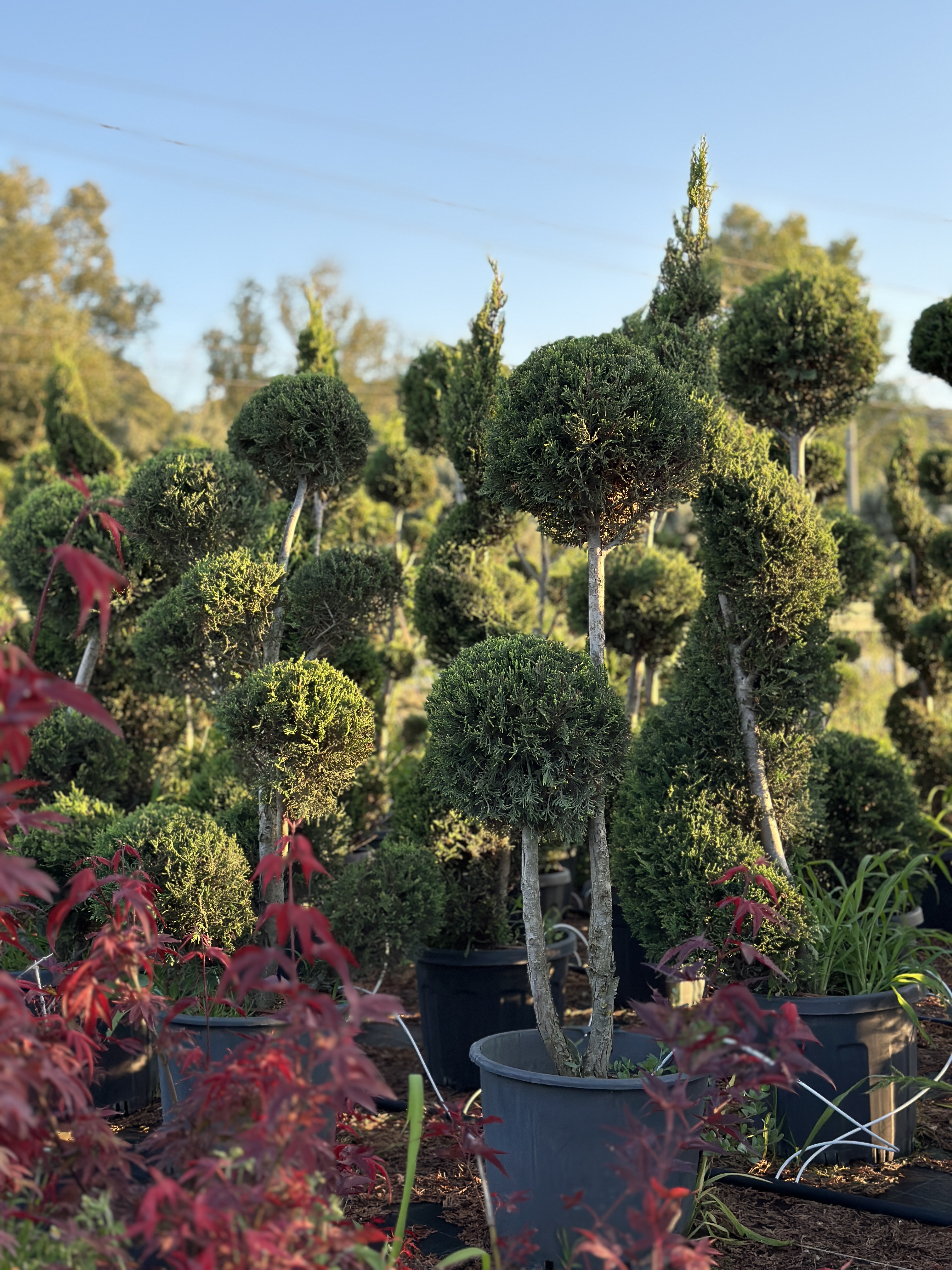 Leylandii Cupressus